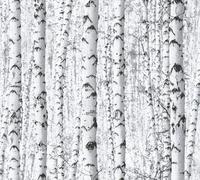 A.S. Création Papier peint forêt noir blanc - forêt de bouleaux gris naturel - 10,05 x 0,53m - papier peint naturel arbres - papier peint salon - Made in Germany