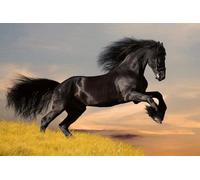 Papier peint intissé CHEVAL 375 cm x 250 cm | Tapisserie Murale XXL Poster Décoration - Salon Appartement - Photo d'art Tableaux Muraux | QUALITÉ SUPÉRIEURE - MADE IN EU - Y compris adhésif