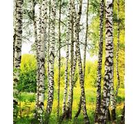 Papier peint intissé FORÊT DE BOULEAUX 225 cm x 250 cm | Tapisserie Murale XXL Poster Décoration - Salon Appartement - Photo d'art Tableaux Muraux | QUALITÉ SUPÉRIEURE - MADE IN EU - Y compris adhésif