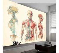 Papier Peint Mural Panoramique Intissé 3D Sujets Médicaux Anatomie Structure Corps Humain Papier Peint Mural Tapisserie Décorative, Tableaux Muraux pour Salon, Décoration Murale, 450 x 280 cm, Beige