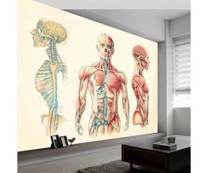 Papier Peint Mural Panoramique Intissé 3D Sujets Médicaux Anatomie Structure Corps Humain Papier Peint Mural Tapisserie Décorative, Tableaux Muraux pour Salon, Décoration Murale, 350 x 256 cm, Beige