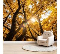 Papier Peint Panoramique 250 x 175 cm, Jaune Marron Murale Décor de Maison | Photographie Naturel Intissé Murale pour Salon Chambre Bureau à domicile, Forêt De Ginkgos Lumière Du Soleil Papier Peint