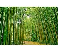 Papier Peint Panoramique Forêt de Bambous 250x175 cm 3D Papier Peint Intissé Paysage Vert Photo Trompe l'oeil Poster Grand Mural Salon Chambre Enfant Chambre Décoration Murale a-7811