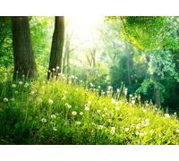 Papier Peint Panoramique Forêt Verte 300x210 cm 3D Papier Peint Intissé Paysage Botanique de Printemps Photo Trompe l'oeil Poster Geant Mural Salon Chambre Enfant Chambre Décoration Murale a-8636