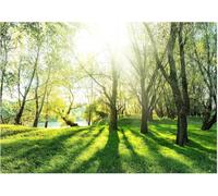 Papier Peint Panoramique Paysage D'arbres Forestiers 300x210 cm 3D Papier Peint Intissé Soleil Au Bord de La Rivière Photo Trompe l'oeil Poster Geant Mural Salon Chambre Enfant Chambre a-7780