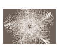 Komar Photo Murale Panoramique Intissé, 368 cm x 248 cm, Federstern XXL4-006