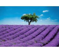 Papier peint photo champ de lavande, avec arbre et ciel bleu, 8 pièces