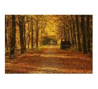 Papier Peint Photo INTISSÉ-(204035)-FORÊT D'AUTOMNE-300x223cm-6 lés-Mural Poster Géant XXL-Fleur Beach Mer Océan Nature Jungle Forêt
