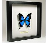 Papilio Ulysses - Blue Emperor - Vrai Papillon de taxidermie monté sous Verre dans Un Cadre Fait Main en Bois Noir