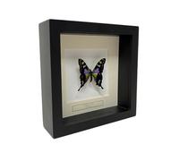 Papillon en Placage - Graphium Weiskei dans un cadre profond 16 x 16 cm Papillon Préparé Violet Décoration - Demuseumwinkel.com