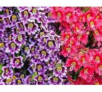 Papillon Fleur Mélange de graines - Schizanthus Wisetonensis