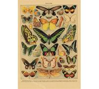 Papillon Insecte Fleur Champignon Affiche Botanique Éducatif Papier Kraft Bricolage Vintage Maison Chambre Bar Café Décor Art Mur Peinture - Type A3 #W
