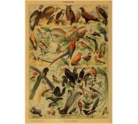 Papillon Insecte Fleur Champignon Affiche Botanique Éducatif Papier Kraft Bricolage Vintage Maison Chambre Bar Café Décor Art Mur Peinture - Type A3 #Z