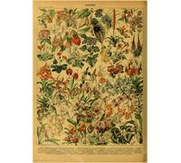 Papillon Insecte Fleur Champignon Affiche Botanique Éducatif Papier Kraft Bricolage Vintage Maison Chambre Bar Café Décor Art Mur Peinture - Type A4 #C2