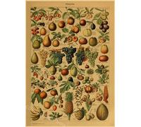 Papillon Insecte Fleur Champignon Affiche Botanique Éducatif Papier Kraft Bricolage Vintage Maison Chambre Bar Café Décor Art Mur Peinture - Type A3 #J