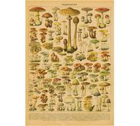 Papillon Insecte Fleur Champignon Affiche Botanique Éducatif Papier Kraft Bricolage Vintage Maison Chambre Bar Café Décor Art Mur Peinture - Type A3 #A