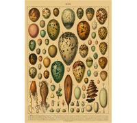 Papillon Insecte Fleur Champignon Affiche Botanique Éducatif Papier Kraft Bricolage Vintage Maison Chambre Bar Café Décor Art Mur Peinture - Type A3 #N
