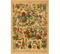 Papillon Insecte Fleur Champignon Affiche Botanique Éducatif Papier Kraft Bricolage Vintage Maison Chambre Bar Café Décor Art Mur Peinture - Type A3 #H
