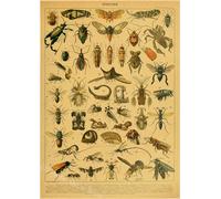 Papillon Insecte Fleur Champignon Affiche Botanique Éducatif Papier Kraft Bricolage Vintage Maison Chambre Bar Café Décor Art Mur Peinture - Type A3 #X