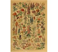 Papillon Insecte Fleur Champignon Affiche Botanique Éducatif Papier Kraft Bricolage Vintage Maison Chambre Bar Café Décor Art Mur Peinture - Type A3 #I