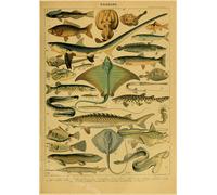 Papillon Insecte Fleur Champignon Affiche Botanique Éducatif Papier Kraft Bricolage Vintage Maison Chambre Bar Café Décor Art Mur Peinture - Type A3 #B2