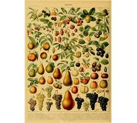 Papillon Insecte Fleur Champignon Affiche Botanique Éducatif Papier Kraft Bricolage Vintage Maison Chambre Bar Café Décor Art Mur Peinture - Type A3 #B