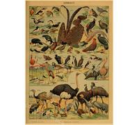Papillon Insecte Fleur Champignon Affiche Botanique Éducatif Papier Kraft Bricolage Vintage Maison Chambre Bar Café Décor Art Mur Peinture - Type A3 #T