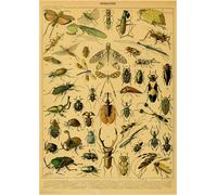 Papillon Insecte Fleur Champignon Affiche Botanique Éducatif Papier Kraft Bricolage Vintage Maison Chambre Bar Café Décor Art Mur Peinture - Type A3 #A2