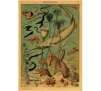 Papillon Insecte Fleur Champignon Affiche Botanique Éducatif Papier Kraft Bricolage Vintage Maison Chambre Bar Café Décor Art Mur Peinture - Type A4 #R