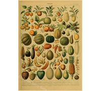 Papillon Insecte Fleur Champignon Affiche Botanique Éducatif Papier Kraft Bricolage Vintage Maison Chambre Bar Café Décor Art Mur Peinture - Type A4 #C