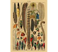Papillon Insecte Fleur Champignon Affiche Botanique Éducatif Papier Kraft Bricolage Vintage Maison Chambre Bar Café Décor Art Mur Peinture - Type A3 #V