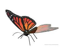 Papillon Monarque