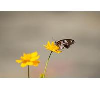 Papillons sur Les Fleurs - Puzzle de 3000 pièces pour Adultes : Idéal pour la Relaxation, la méditation et Les Jeux éducatifs (14 Ans+)