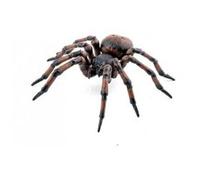 Papo - 50292 - Araignée commune Multicolore G