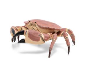 Papo Crabe