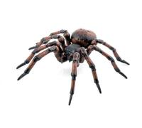 Papo - Figurines à Collectionner - Araignée - 50292 - Animaux des Jardins - pour Enfants - Filles Et Garçons - A Partir de 3 Ans