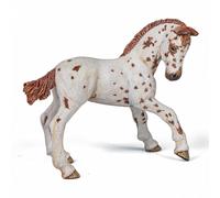Poulain Apaloosa