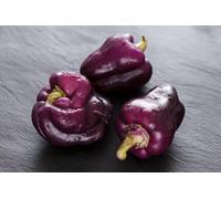 Paprika doux Violet 20 Graines