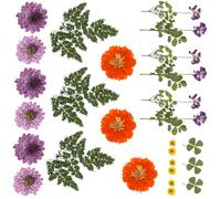 Paquet de 18 Ensemble d ' Artisanat de Fleurs pressées Naturelles pour Les décorations de Maisons et Les Arrangements de Mariage avec des matériaux végétaux séchés Ensemble de Fleurs sèches