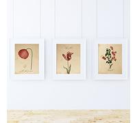 Paquet de 3 cadres "Red One". Trois feuilles de A4 Sans cadre.. Affiches Avec des images botaniques. Décoration d'intérieur. Impressions Pour l'encadrement. Papier 250 grs Haute qualité, Sans cadre.
