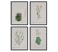 Paquet Nacnique de feuilles de fleurs blanches. Posters avec des illustrations à l'aquarelle de l'artiste français Pierre-Joseph Redouté. Décoration d'intérieur. Taille A4