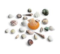 Parence.- Mélange de Coquillages Véritables - Décoration Aquarium & Loisirs Créatifs - 150g - Idéal pour DIY