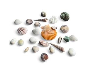 Parence.- Mélange de Coquillages Véritables - Décoration Aquarium & Loisirs Créatifs - 150g - Idéal pour DIY