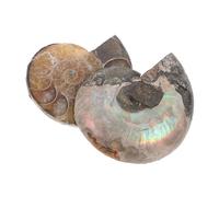 Parliky 2 pièces Coquille Fossile Ammonite Naturelle Polie de Minéraux avec Effet de Lune Décoration et Collection Archéologique pour Garçon Fille et Adultes