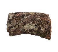 Parliky Cachette Naturelle pour Gecko et Serpent en Tronc d'arbre Brun Clair, Plateforme d'escalade Robuste et Abri Creux pour Décor de Terrarium