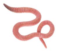 Parliky Figurine de Ver de Terre Simulée en Plastique 1 Pièce Modèle Réaliste D’Insecte pour Garçon et Filles Éducatif de Cognition Décoration Intérieure et Jardin Animaux Réalistes