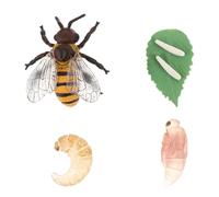 Parliky Figurines Cycle de Vie Abeille Plastique Éducatives Insecte Garçon Fille Modèle Réaliste pour Éveil Scientifique