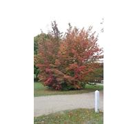 Parrotia persica 'Vanessa' / Hêtre de Perse/Conteneur de 2 à 2.9 litres/Baliveau/Arbre d'ornement