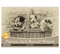 Parson Jack Russel Welpen (Wandkalender 2026 DIN A2 quer), CALVENDO Monatskalender: Ein lustiger Haufen Parson Jack Russell Welpen begleitet Sie durchs Jahr.
