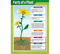 Parts of a Plant and Their Functions Poster, Plant Biology Science Classroom Decor, Educational School Wall Chart for Students and Teachers(Unframed,16x24inch(40x60cm))
